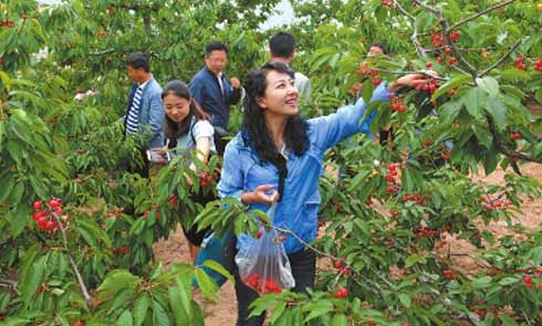 天水市秦州区大樱桃陆续成熟上市