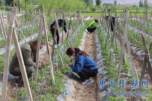 张掖甘州区乌江镇：优化调整产业结构促进农民增产增收（图）