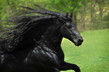 长发飘飘！世界上最英俊的马“脸书”吸粉超1万（组图）