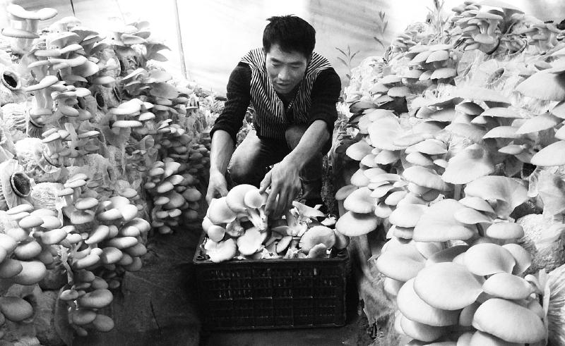 陇南宕昌积极探索党支部+合作社+贫困户的扶