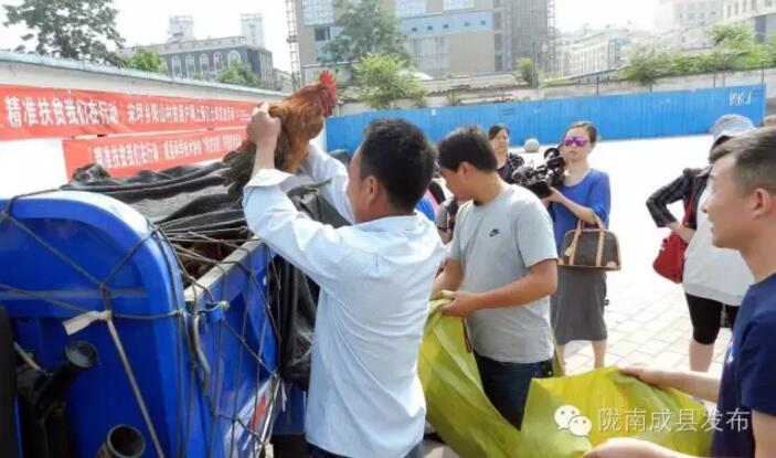 精准脱贫|陇南成县宋坪乡阳山村贫困户网上预订土鸡发放活动举行（图）