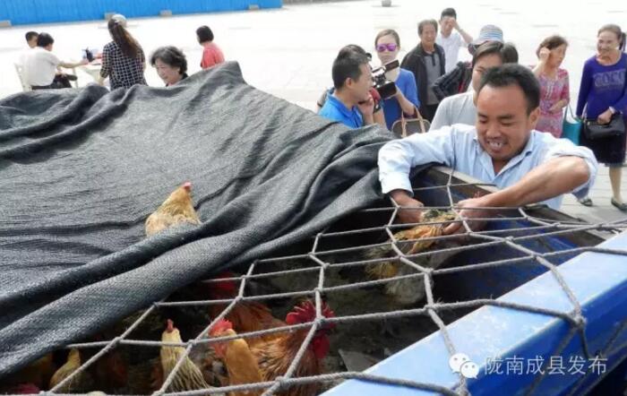 精准脱贫|陇南成县宋坪乡阳山村贫困户网上预订土鸡发放活动举行（图）