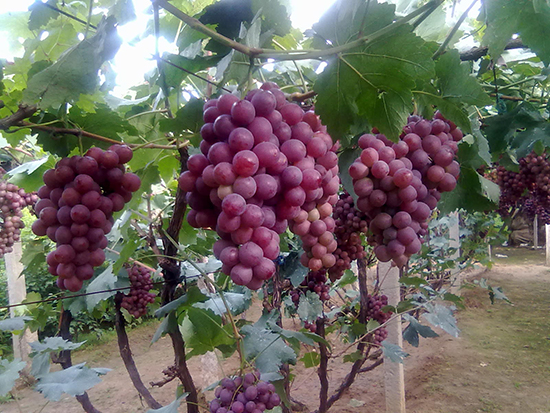 武威凉州区松树镇大力发展日光温室红提葡萄产业