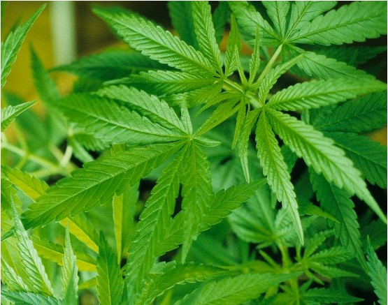临夏特产—临夏大麻