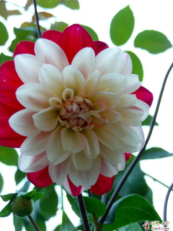 临夏特产—芍药