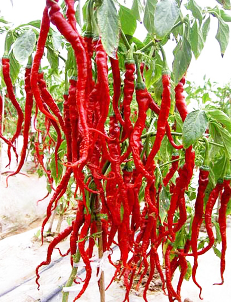 甘肃14市州特产大全,来看看你的家乡都有啥?_