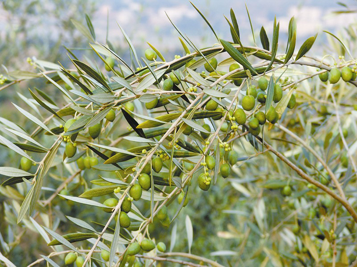 陇南特产——油橄榄