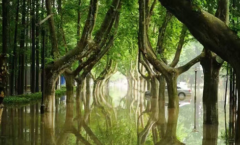 暴雨过后 南京理工大学变“奇幻森林”