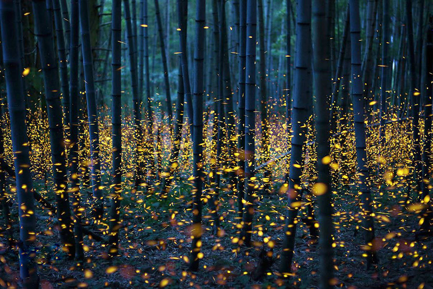 动画中的奇幻美景 日本现真实版萤火虫之森（图）