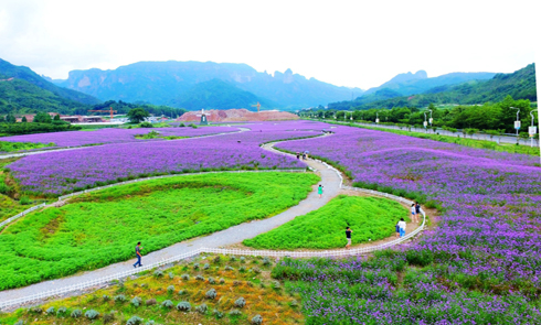 浙江仙居200亩马鞭草进入盛花期 紫色花海美景如画