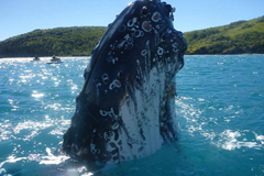 澳海域座头鲸出海与游客意外合影