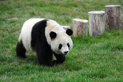 中国最北熊猫馆开馆 明星熊猫盼盼后代首次亮相