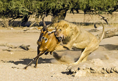 狮子猎杀羚羊全过程实拍