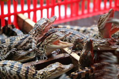 西查获399条国家一级保护动物暹罗鳄鱼苗