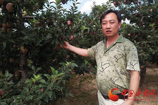 关于天水花牛苹果，你想知道的都在这里（图）