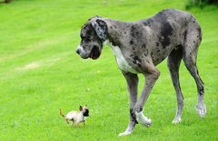 世界最高狗邂逅英国最小狗 相处融洽