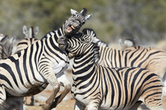 纳米比亚斑马打架咧嘴露牙 展凶猛一面