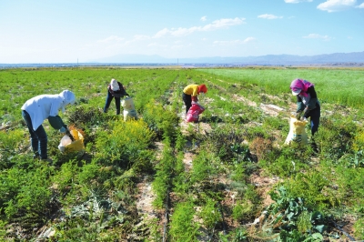 张掖山丹县焦湾村现代农业发展经营模式带动农