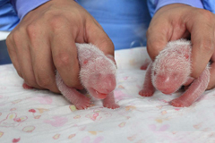 罕见大熊猫双胞胎“巨婴”在雅安出生