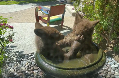 美国两小熊跳入居民家饮水池沐浴嬉戏
