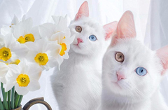 双胞胎白猫双瞳异色圈粉无数