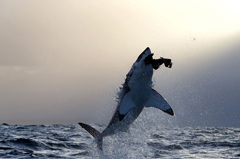 摄影师拍大白鲨捕食海豹震撼瞬间