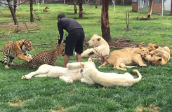 墨动物园管理员遭花豹背后偷袭 老虎扑出阻止
