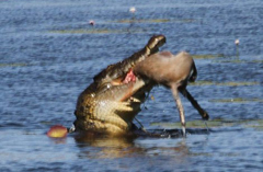 惊险一幕！澳大利亚鳄鱼30秒吞食袋鼠