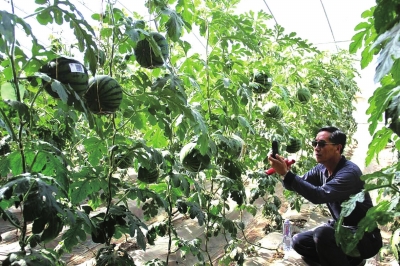 无人机首秀甘肃省农业普查