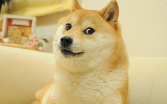 没有双十一,你还不能活咯?没错(图)