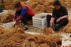  定西市岷县出口质量安全示范区获批  助推千年岷归走向世界（组图）