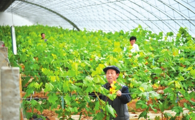 甘肃陇南宕昌县阿坞乡成立“红提葡萄种植协会”（图）