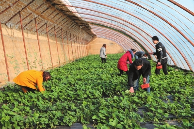 临夏县反季节日光温室大棚草莓陆续上市（图）