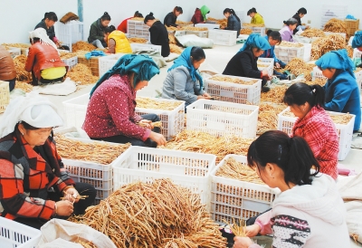 定西岷县山区农民纷纷来到中药材龙头加工企业务工（图）