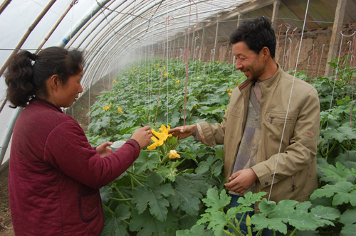 临夏州和政县：蔬菜成为农民增收“绿色银行”