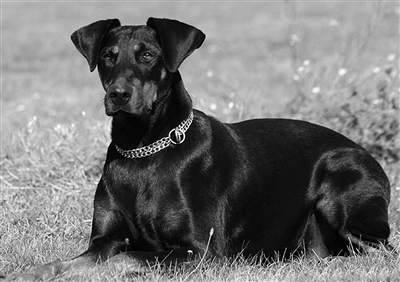兰州公布首批严格管理区禁养犬 八区域禁止携犬进入