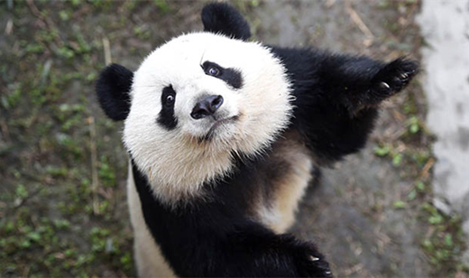 甘肃陇南：记者探秘野生大熊猫拍摄“片场”