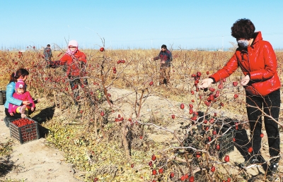 张掖临泽县矮化密植枣园面积达2.1万亩（图）