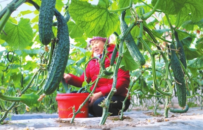 张掖山丹县大力发展设施标准化蔬菜大棚种植（图）