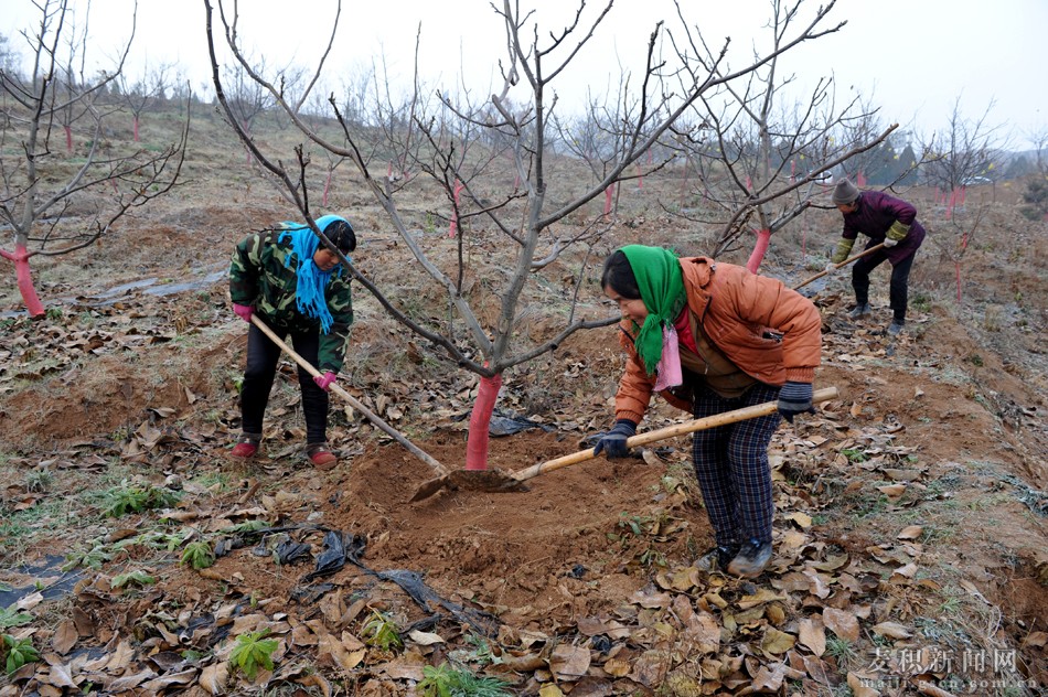 天水麦积区优质标准化核桃示范基地建设势头强劲(图)