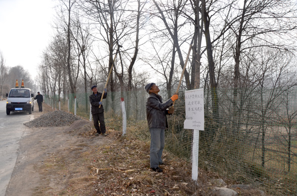 积石山县临大公路两侧树木进行刷白涂红