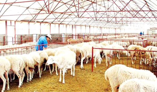牛壮猪肥产业旺 鸡羊成群奔小康——甘肃省畜牧业撑起农民脱贫致富“半壁江山”（图）