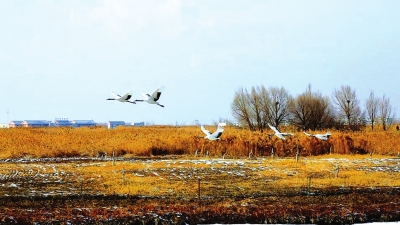 张掖国家湿地公园丹顶鹤翱翔（图）