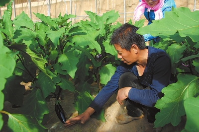 一花引得百花艳——武威市主体生产模式助推农村经济转型升级综述（组图）