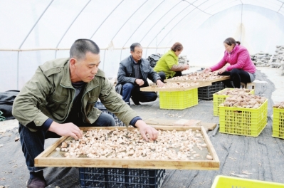 陇南徽县大力扶持发展蘑菇、香菇等优势产业（图）