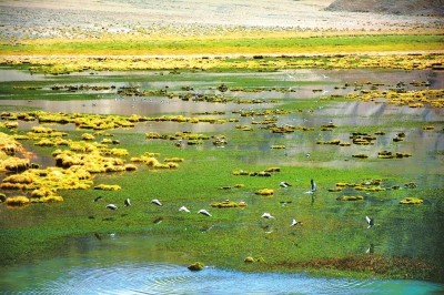 酒泉肃北美丽的盐池湾草原湿地