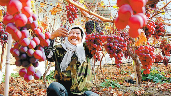 【奋力奔小康】张掖山丹县一种植基地工人采摘红提葡萄（图）