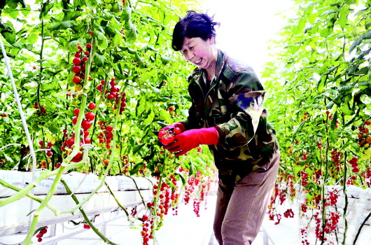 天水武山县渭北片区大棚西红柿迎来大丰收（图）