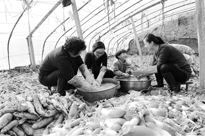 天水武山：大棚蔬菜卖到北上广
