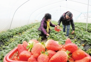 陇南徽县草莓采摘园成为人们休闲娱乐的好去处（图）